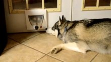 How to Kill Ticks? Is To Use The Pet Protector Disk