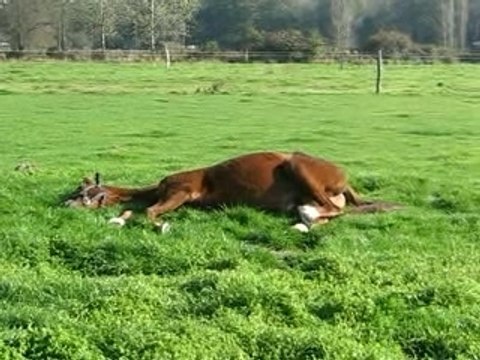 cheval couche reve