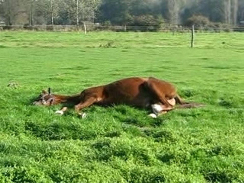 cheval couche reve