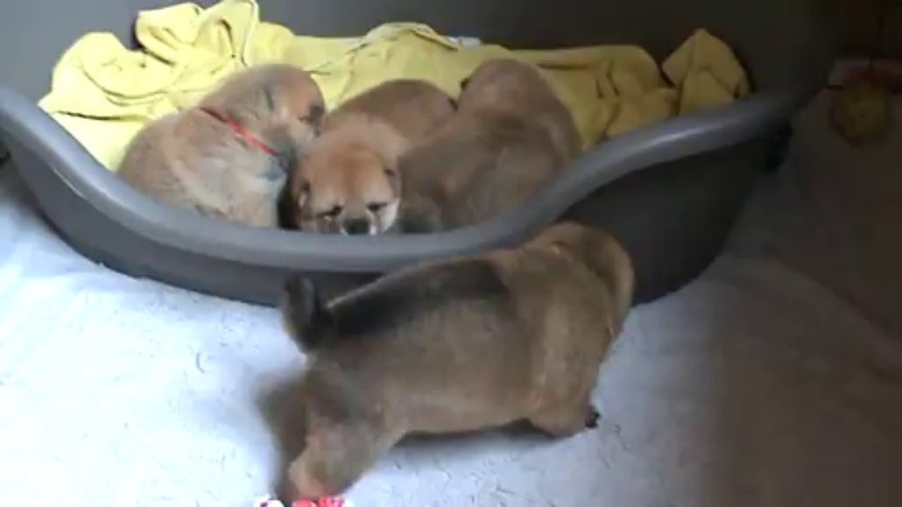 Bébés Shiba à 15jours
