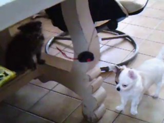 Ivie chihuahua et caresse