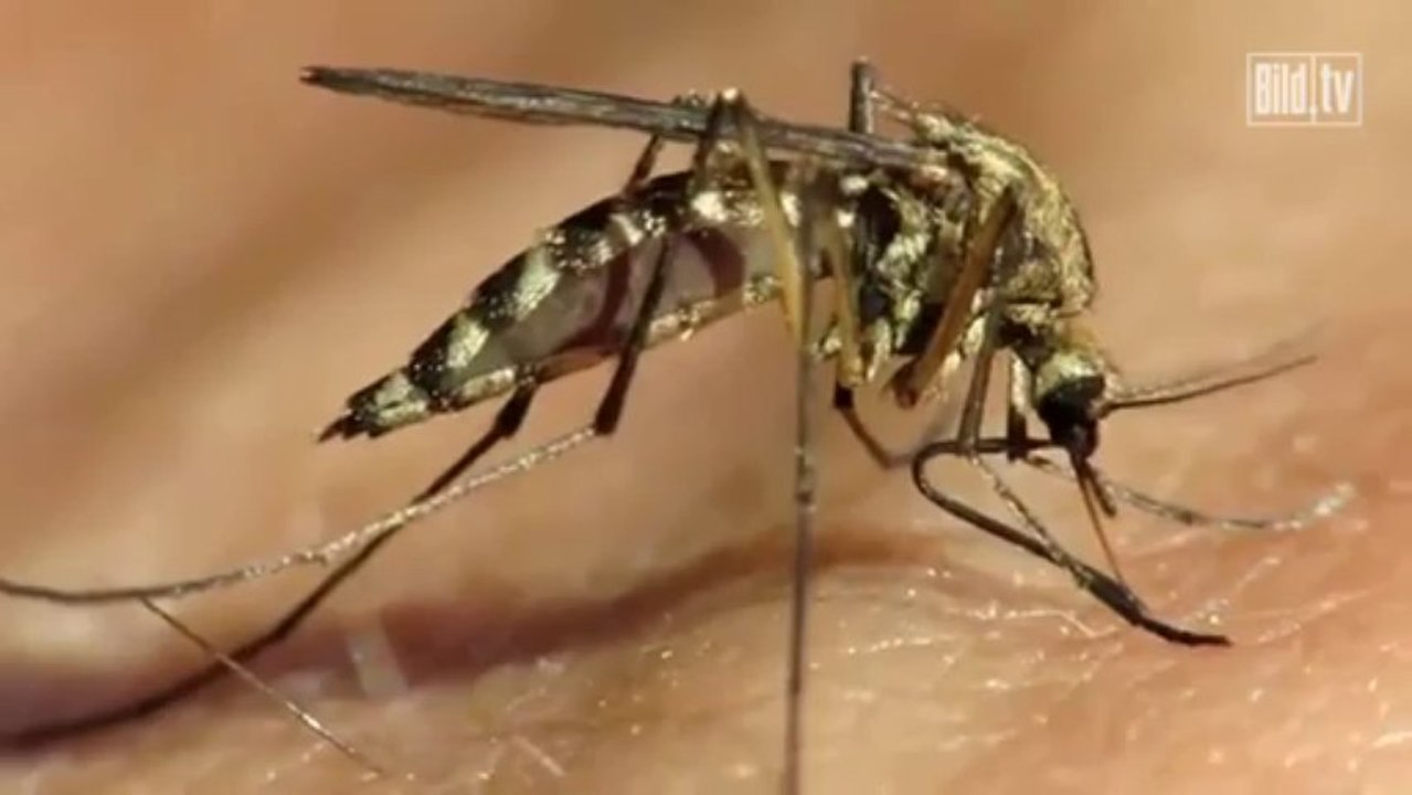 Mückenstich – von Forschern unterm Mikroskop beobachtet