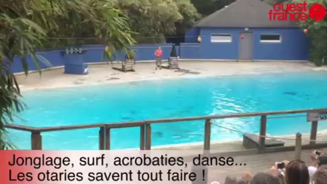 Les otaries du zoo - Les otaries du zoo