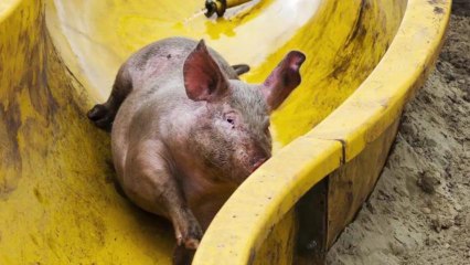 Farmer Builds a Mudslide for His Pigs