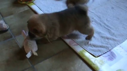 les Bébés de Houna et Harrry à 27 jrs