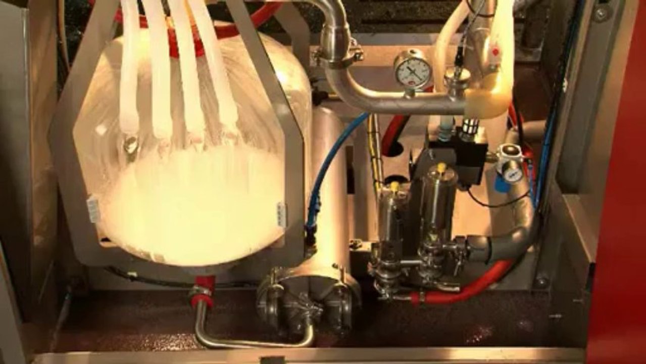 How Cows Are Milked In USA