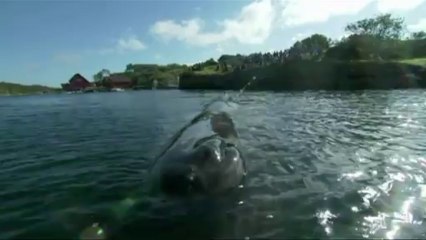 Sperm whale causes a big splash in Norway