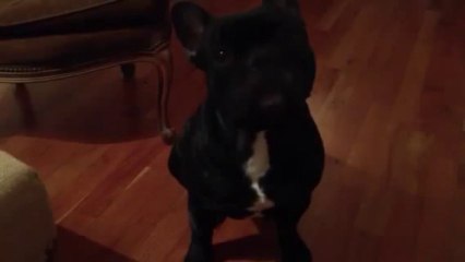 Moro habla. Quiere comer algo (El laboratorio de Pedro)