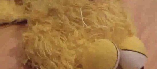 Friends Forever! By Ducky and Elmo