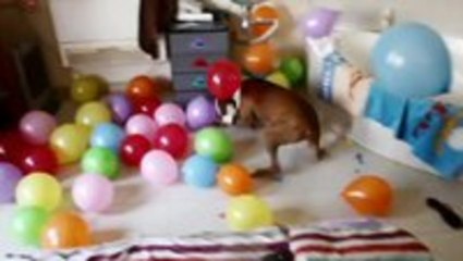 Dog Goes Crazy Over Balloons