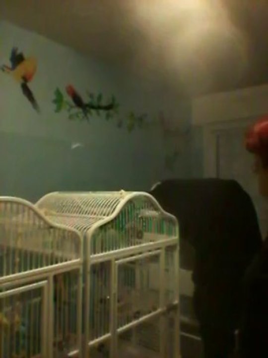 Le dodo