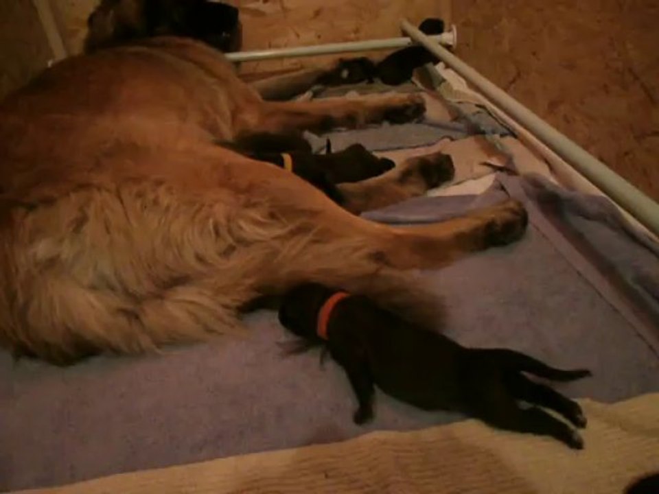 leonberg chiot gaia 3 jours