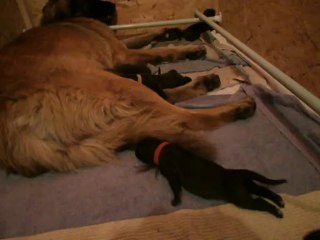 leonberg chiot gaia 3 jours