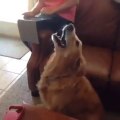 Determined dog fails to catch a sock