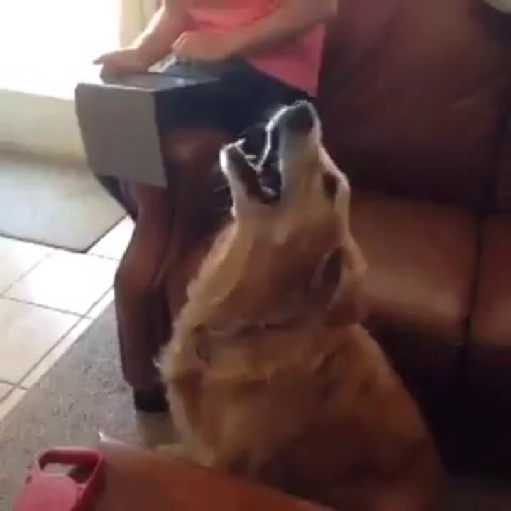 Determined dog fails to catch a sock