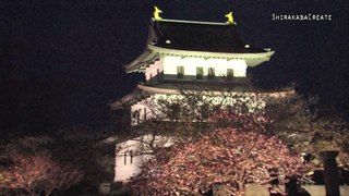 Matsumae Koen Park Cherry Blossom Light Up, Hokkaido, Japan