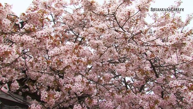 Yongwoon Institute Ezo Kasumizakura in Matsumae Koen Park, Hokkaido, Japan