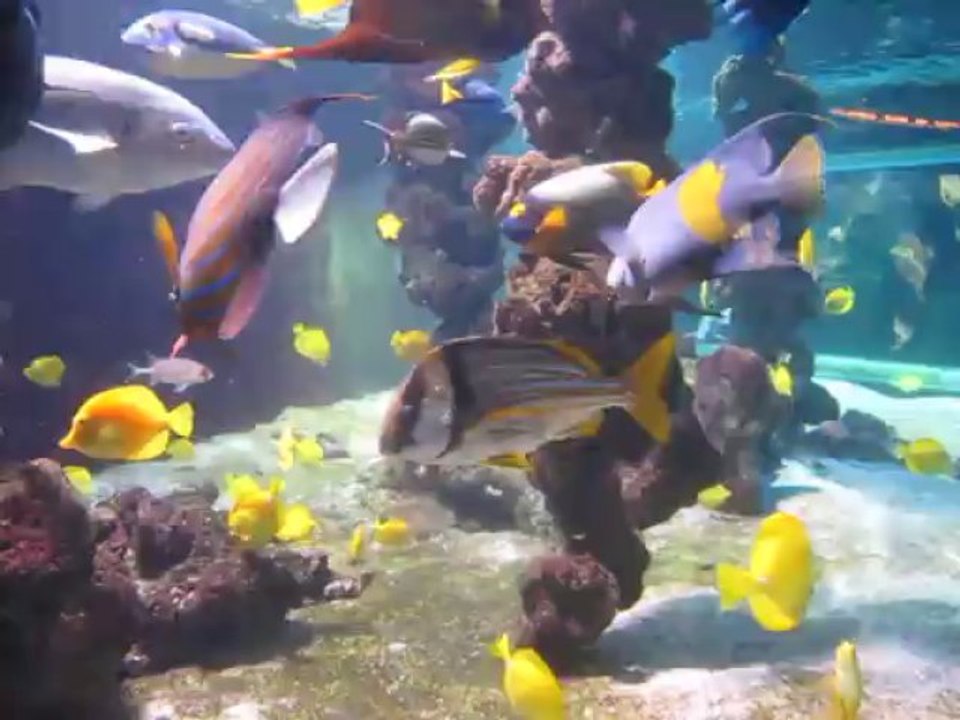 aquarium Monaco