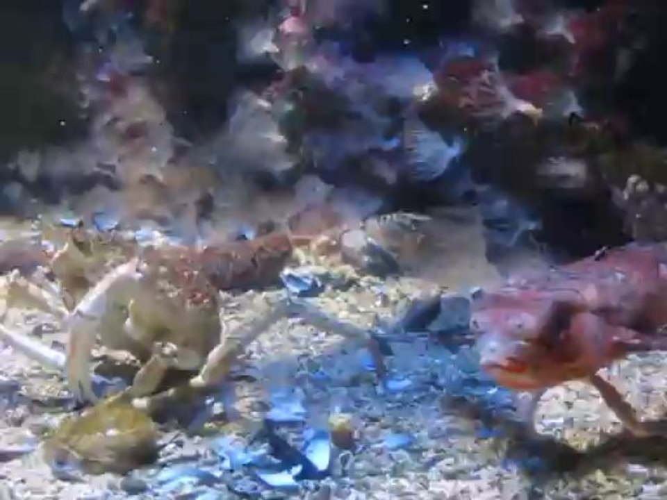 aquarium Monaco poissons volants