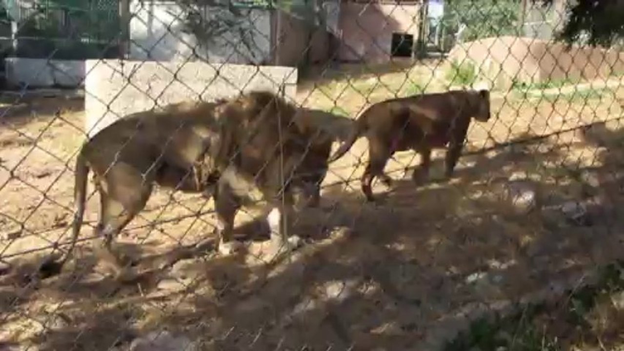 08.08.13_lions