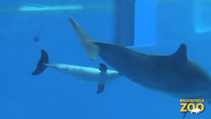 Birth of a Dolphin Calf at Brookfield Zoo!!