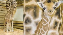 Naissance d'un bébé girafe au Zoo de Seattle!!