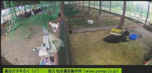 20130802　針さん、ぎんちゃん、ナナちゃん