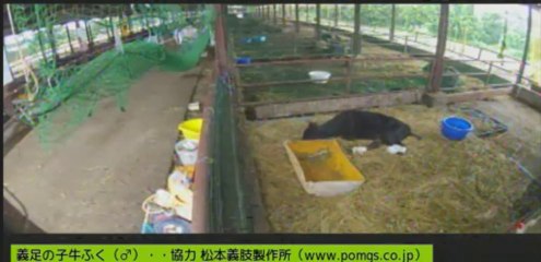 20130803　ありりさん？