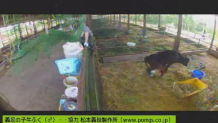 20130804  ありりさん②