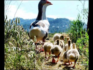 Ardahan Göle Çullu Köyü @ Mehmet Ali Arslan Videos