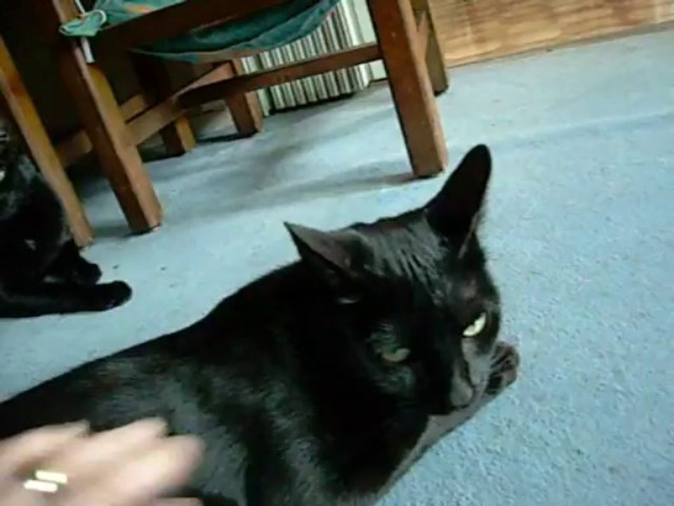 Kit et Midnight