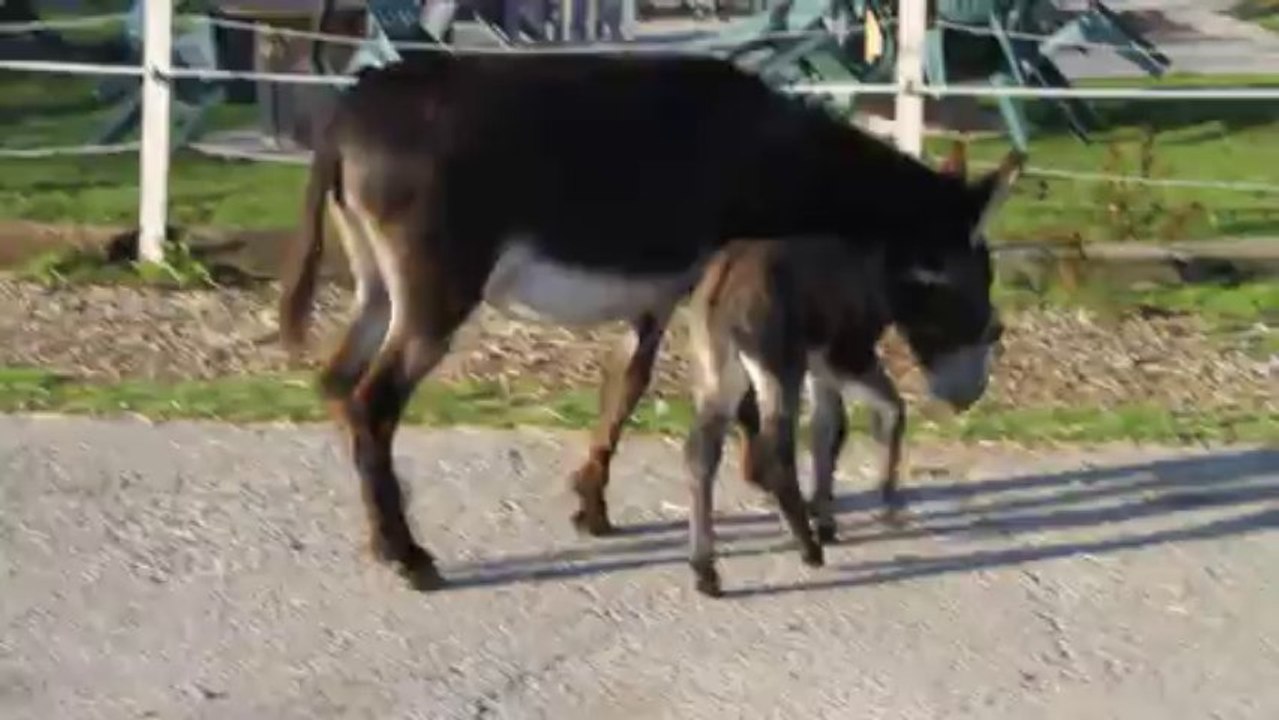 Une naissance à la Z'âne attitude