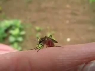 Un moustique prend son repas