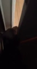 Un chien descend les escaliers bizarrement