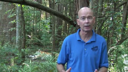 2 Bobcats Released into the Wild!