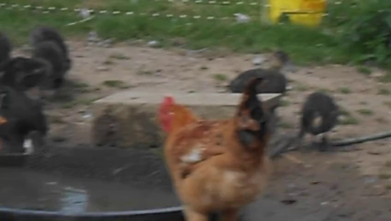 petits canards 1