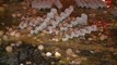 Des aviculteurs déversent 140.000 œufs à Saint-Brieuc