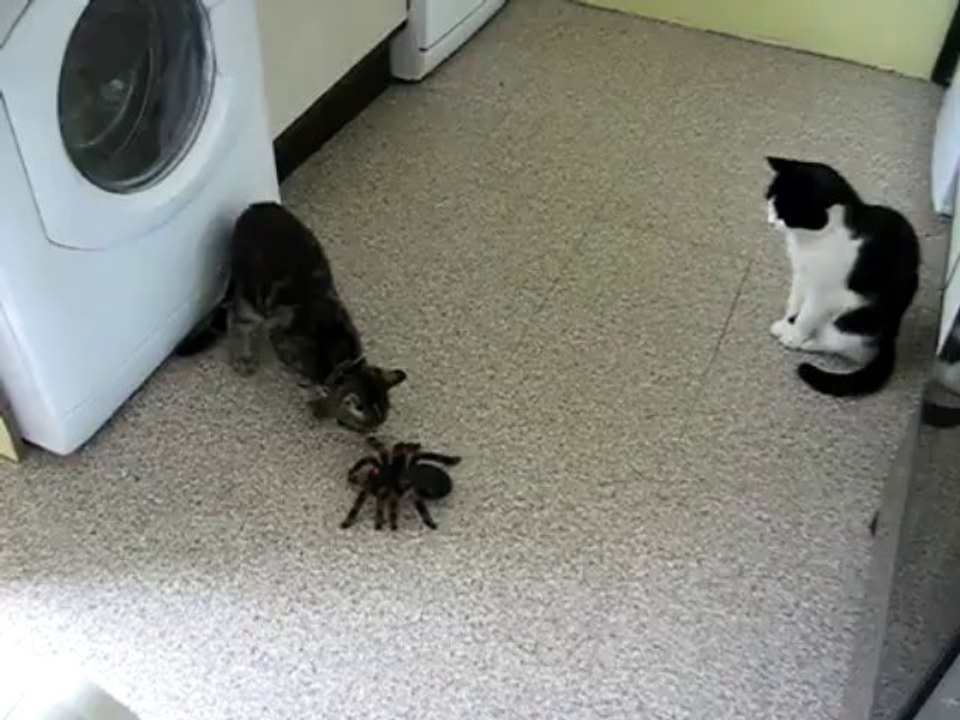 Charlie & the Spider - Charlie & die Spinne