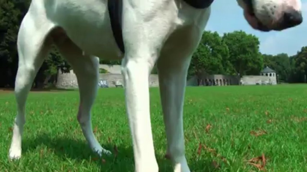 Kessy und der Tennisball