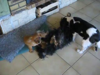 août 2013 001 Iota joue avec sa grand-mère