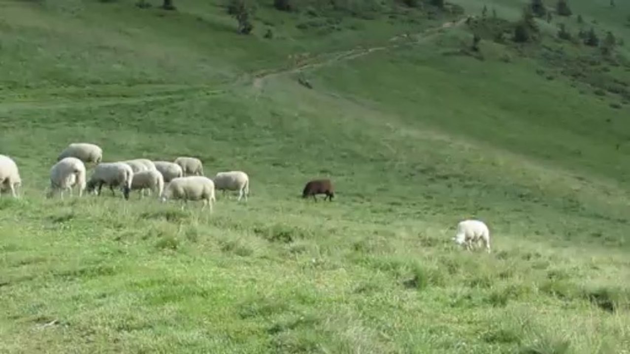 moutons