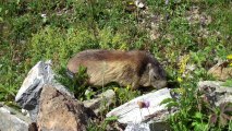Quelques animaux des Alpes / Animals of the Alps