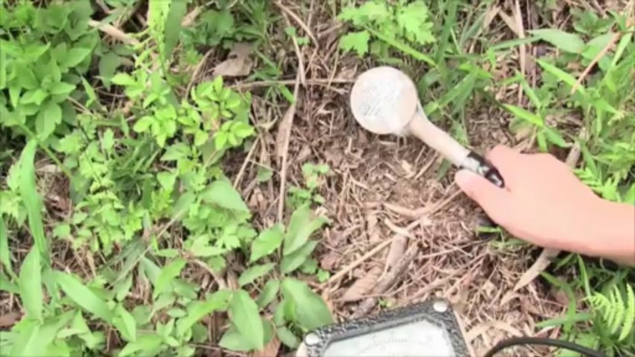 奇形花！！　これは原発事故の影響か？　２０１３年夏　茨城県常陸大宮市