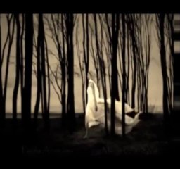 Paolo Amoruso -  Dove solo tu