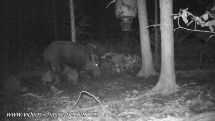 Petits sangliers et laie - Bushnell HD Max 119477