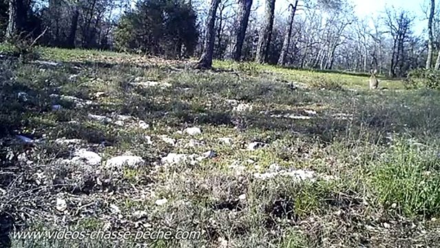 Lièvres - Trophy Cam HD 119437