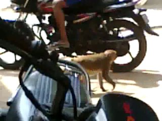 Monkey drinking thumps up.. funny video ever...!!!