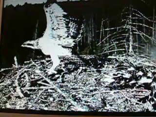 Balbuzards pêcheurs en Estonie (partie 2) - 6 août 2013