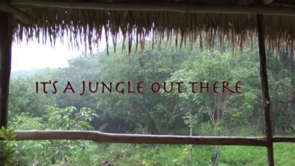 It's A Jungle Out There - Royalty Free Massage Therapy Video #15