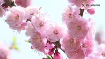 Plum blossums in Sapporo Hiraoka Park, Hokkaido, Japan